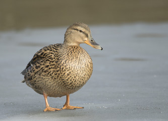 Mallard on the ice