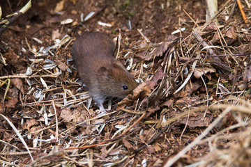 R&ouml;telmaus profitiert von Winterf&uuml;&uuml;terung der V&ouml;gel