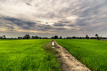 road in the field. very hot summer in thailand
