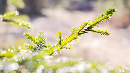 green spruce branch in Sunny weather.