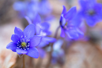 Blue forest flowers among dry autumn leaves. Hepatica nobilis.