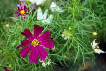 Deep purple and white Cosmos flowers blooming among green leaves background