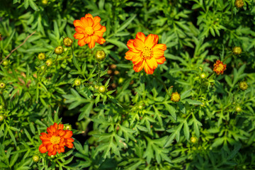 Blooming orange and yellow color Cosmos sulphureus among green leaves background