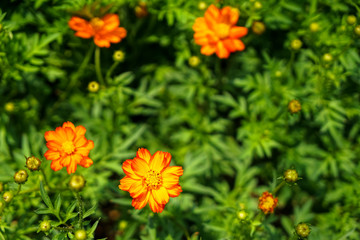 Shades of orange and yellow color Cosmos sulphureus among green leaves background