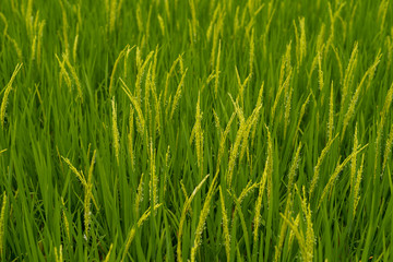 The young rice ears in the organic rice field, Chiang Mai, Thailand.