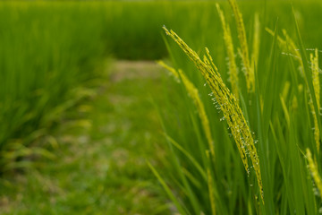 The young rice ears in the organic rice field, Chiang Mai, Thailand.