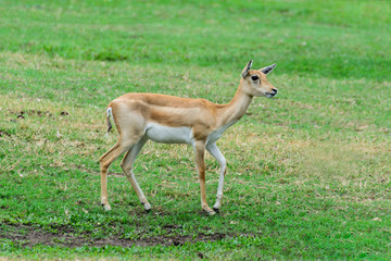 Thomson's gazelle.