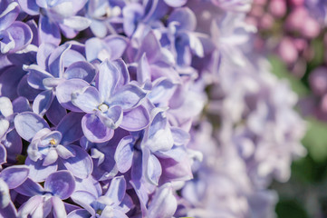 Fototapeta na wymiar Flowering branch of lilac in the garden in early spring