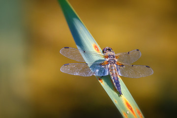 Libelle auf Blatt