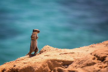 Atlashörnchen auf Fuerteventura