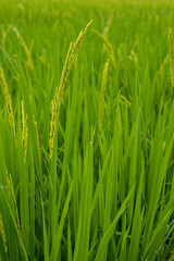 The young rice ears in the organic rice field, Chiang Mai, Thailand.