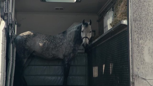 horse into the Horse Trailer