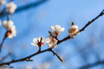 Vintage photo of cherry tree flowers with blue sky. Blured concept