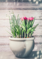 Pretty flowers pot with blooming of tulips and Lily of the Valley  on wooden background, front view. Container Gardening , Lily of the Valley and tulips in a container