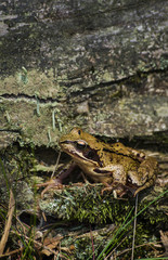 frog