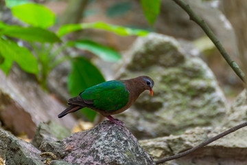 Emerald Dove, Chalcophaps indica.