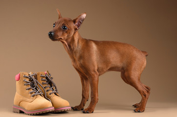 Dwarf pinscher
