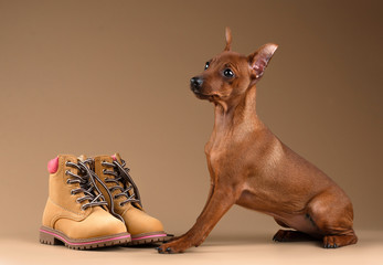 Dwarf pinscher