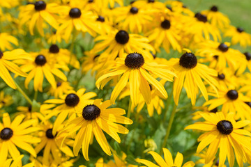 Black eyed susan- rudbeckia flowers