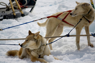 Sled Dogs Resting