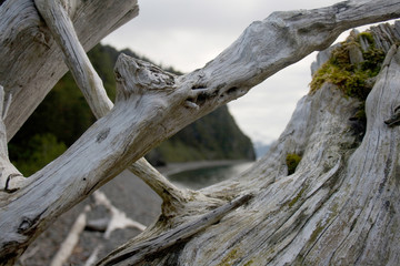 Closeup of Driftwood on Shore