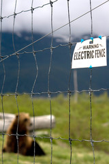 Bear Behind Electric Fence