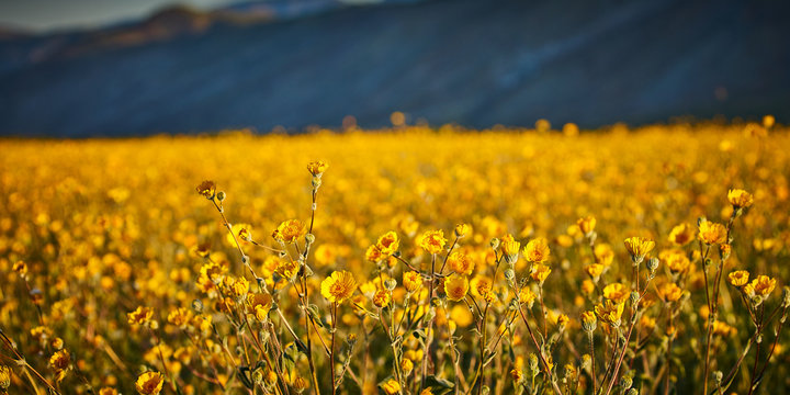 Desert superbloom flowers in Anza Borrego State Park`