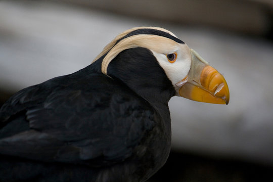 Closeup of Head of a Tufted Puffin