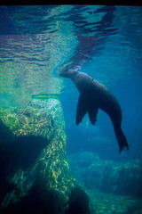 Underwater View of Sea Lion