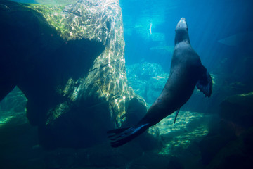 Sea Lion Swimming Underwater