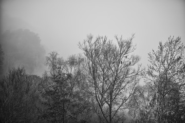 Toned black and white landscape of foggy forest scene