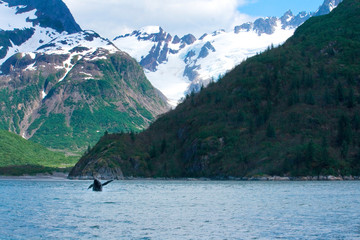 Whale Jumping Alaskan Landscape