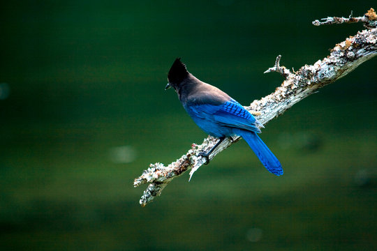 Stellar Jay Bird On Branch