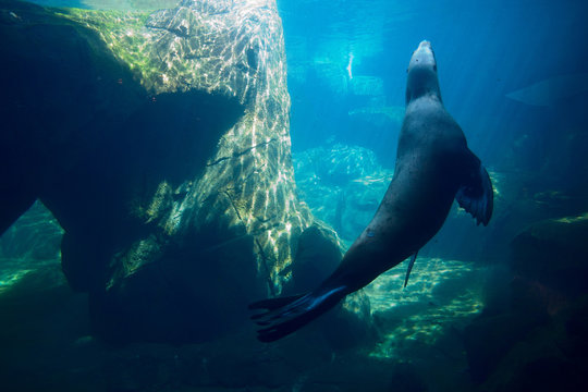 Sea Lion Swimming Underwater