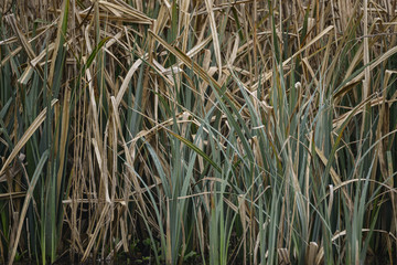 Close up image of reeds in water during Spring