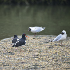 Pair of Oystercatchers Haematopus Ostralegus on gravel island surrounded by gulls in Spring