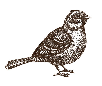 Hand drawn Sparrow. Bird, birdie, animal sketch. Vintage vector illustration