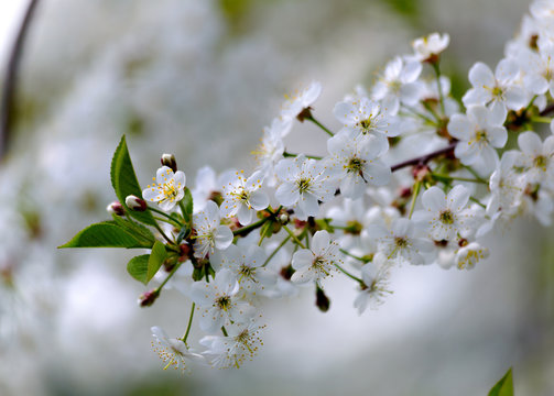 Fototapeta Flourish spiraea gray "Grefsheim"