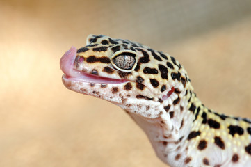 Eublepharis. Close-up of Cute leopard gecko (eublepharis macularius)