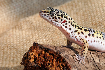Naklejka premium Eublepharis. Close-up of Cute leopard gecko (eublepharis macularius)