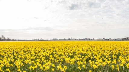 Crédence de cuisine en verre imprimé Narcisse Enormous field of yellow daffodills, The Netherlands