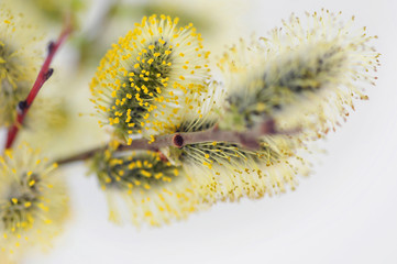 Catkin tree in spring
