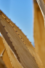 Dead agave plant in Anza Borrego State Park