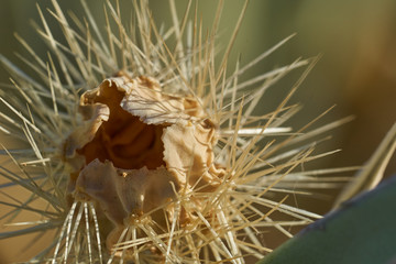 Dead desert cactus close up in Anza Borrego