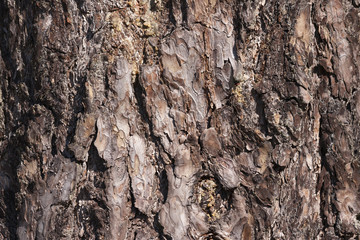 Brown pine bark
