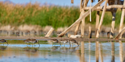 Birds on pond feeding near Salton Sea