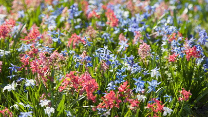 Garden of spring bulb flowers