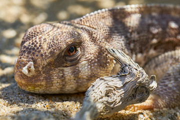 Brown desert lizard in Anza Borrego State Park