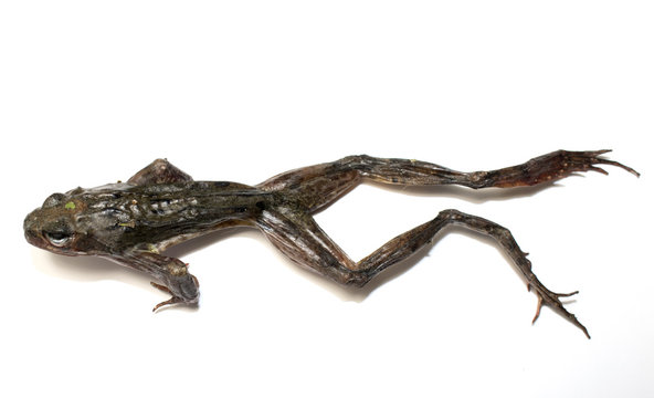 Dried Frog on White Background