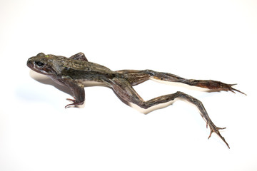Dried Frog on White Background